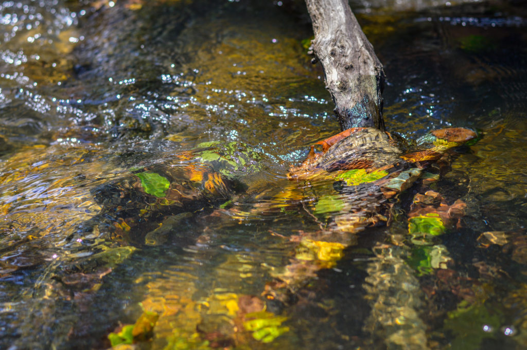 Rising Stream Temperature - The River Basin Center