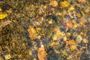 Ripples in a stream reflect and refract light.