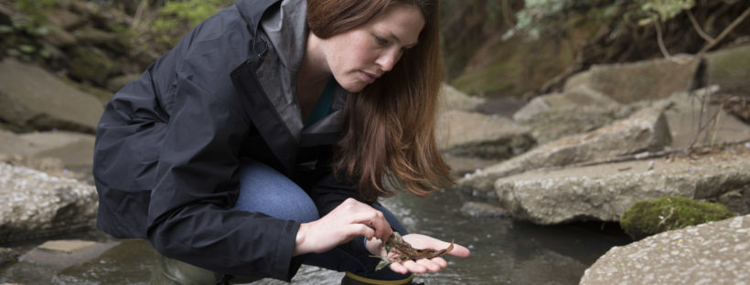 Professor Krista Capps searches through leaf-litter for macro-invertebrates in Tanyard Creek.