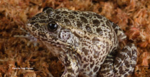 Close-up of a gopher frog.