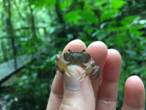 A tiny freshwater crab held between a researcher's thumb and forefinger.