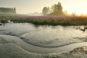 A freshwater intertidal marsh .