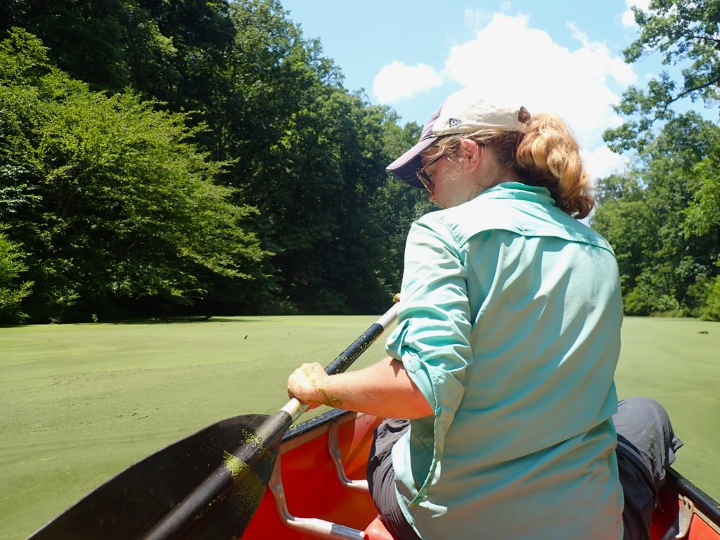 Laura Naslund paddles a canoe across a wollfia-covered pond.