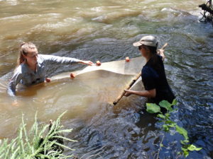 Researchers using a seine net in a river.