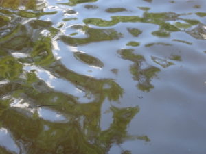 Water ripples of a creek with clay staining.