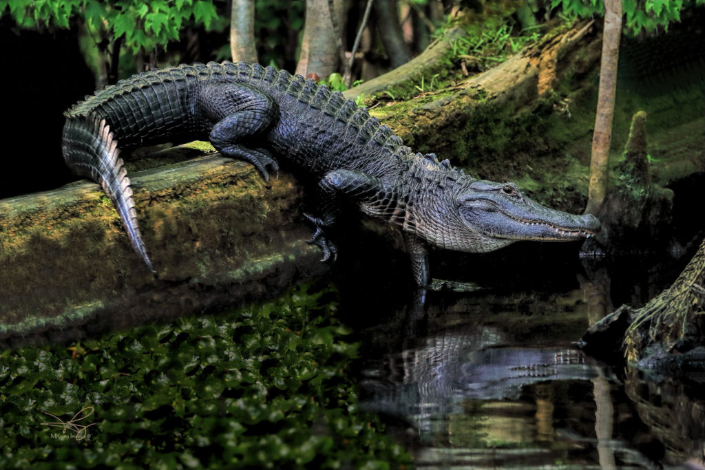 American alligators in swamp