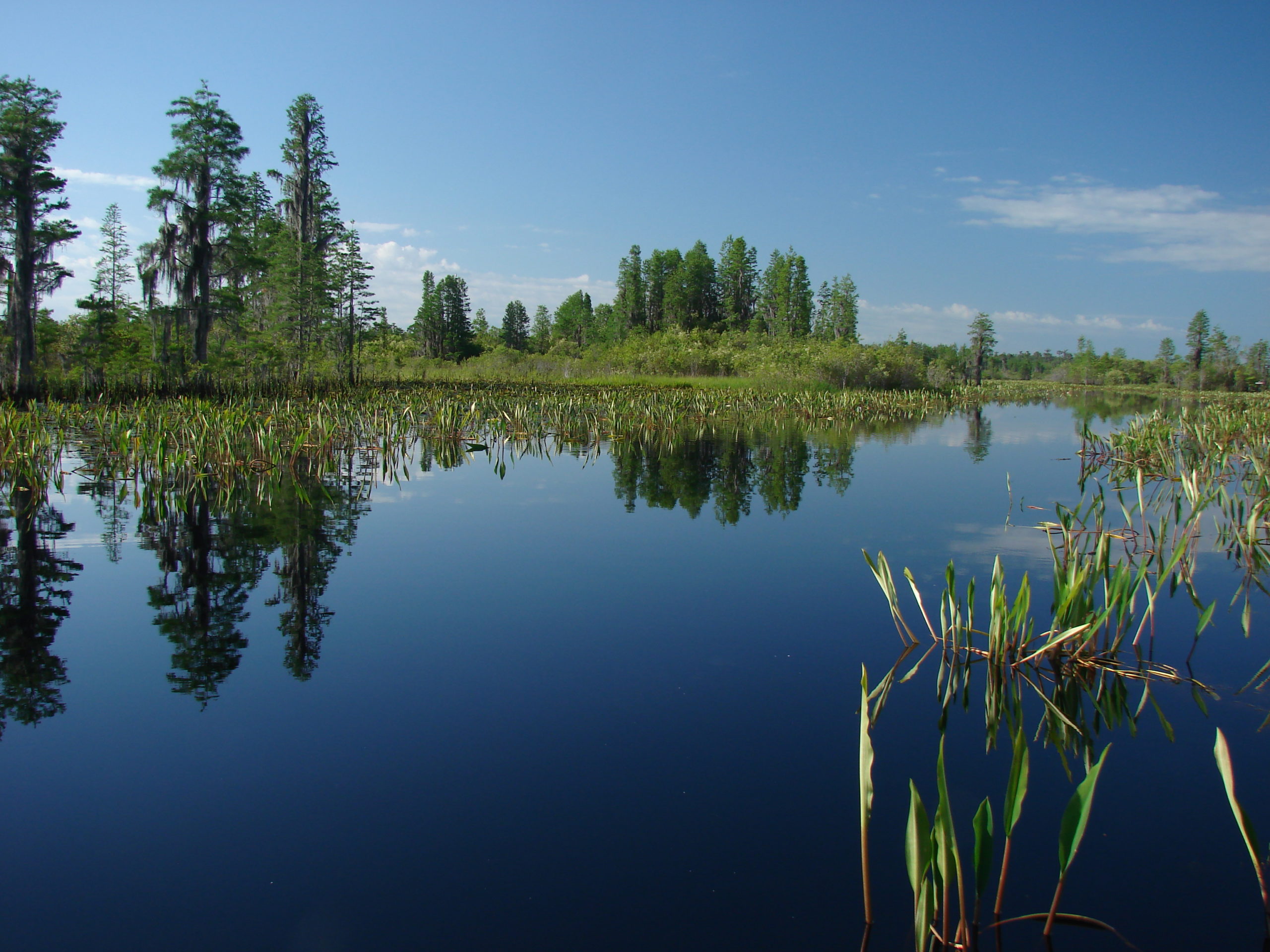 Okefenokee Conservation The River Basin Center   DSC00611Prairie SallieGentry Scaled 