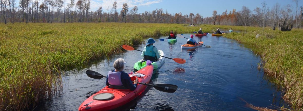 A line of kayaks paddles through a swamp.