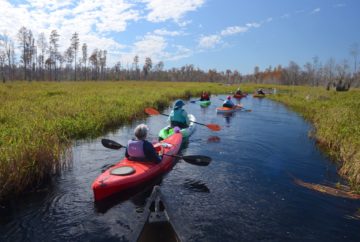 A line of kayaks paddles through a swamp.