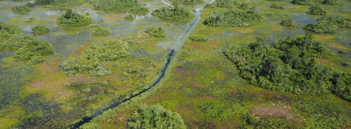 An aerial shot of a canoe trail in the Okefenokee Swamp