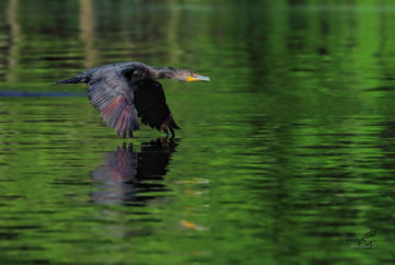 A large bird flies low over water.