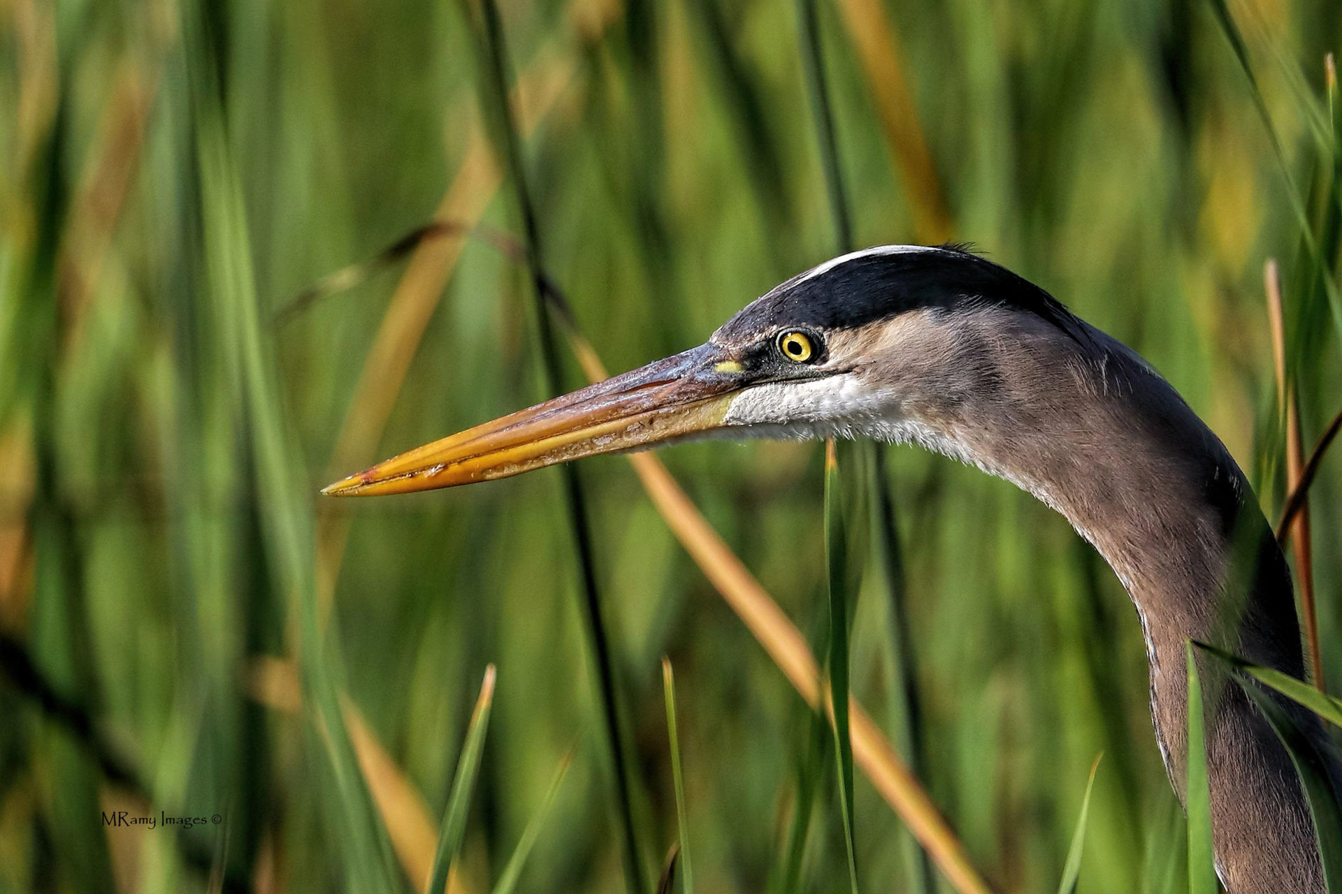 Natural History of the Okefenokee Swamp - The River Basin Center