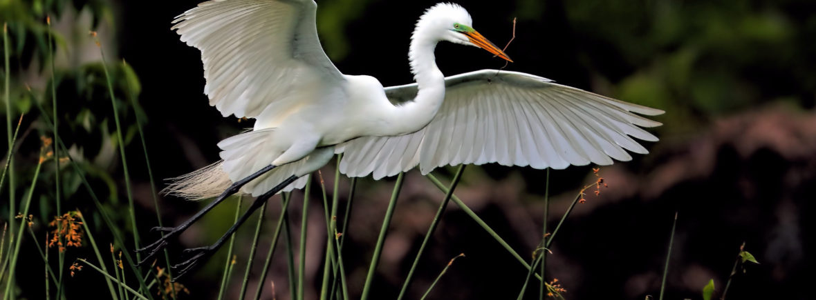 A large white bird spreads its wings against a dark background of greenery and black water.