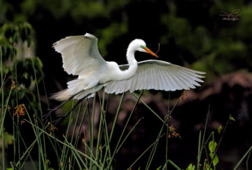 A large white bird spreads its wings against a dark background of greenery and black water.