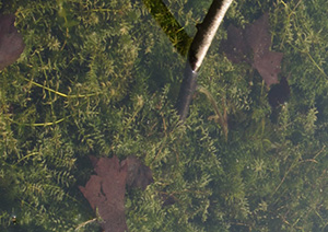 Hydrilla plant forms a dense mat in the water.