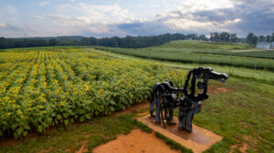 The Iron Horse statue in front of a field of sunflowers at the UGA Iron Horse Plant Sciences Farm in Greene County, GA.