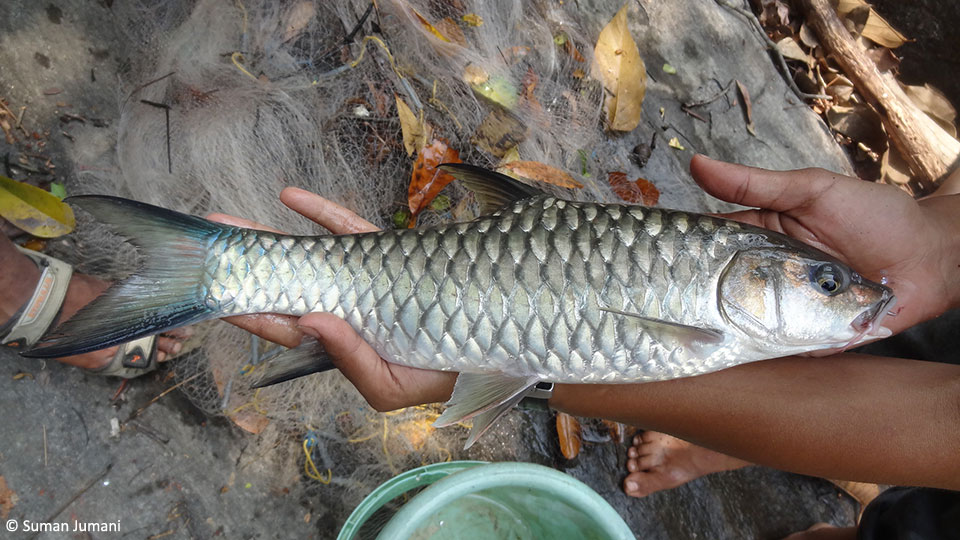A shot from above shows a woman holding a fish across her forearm.
