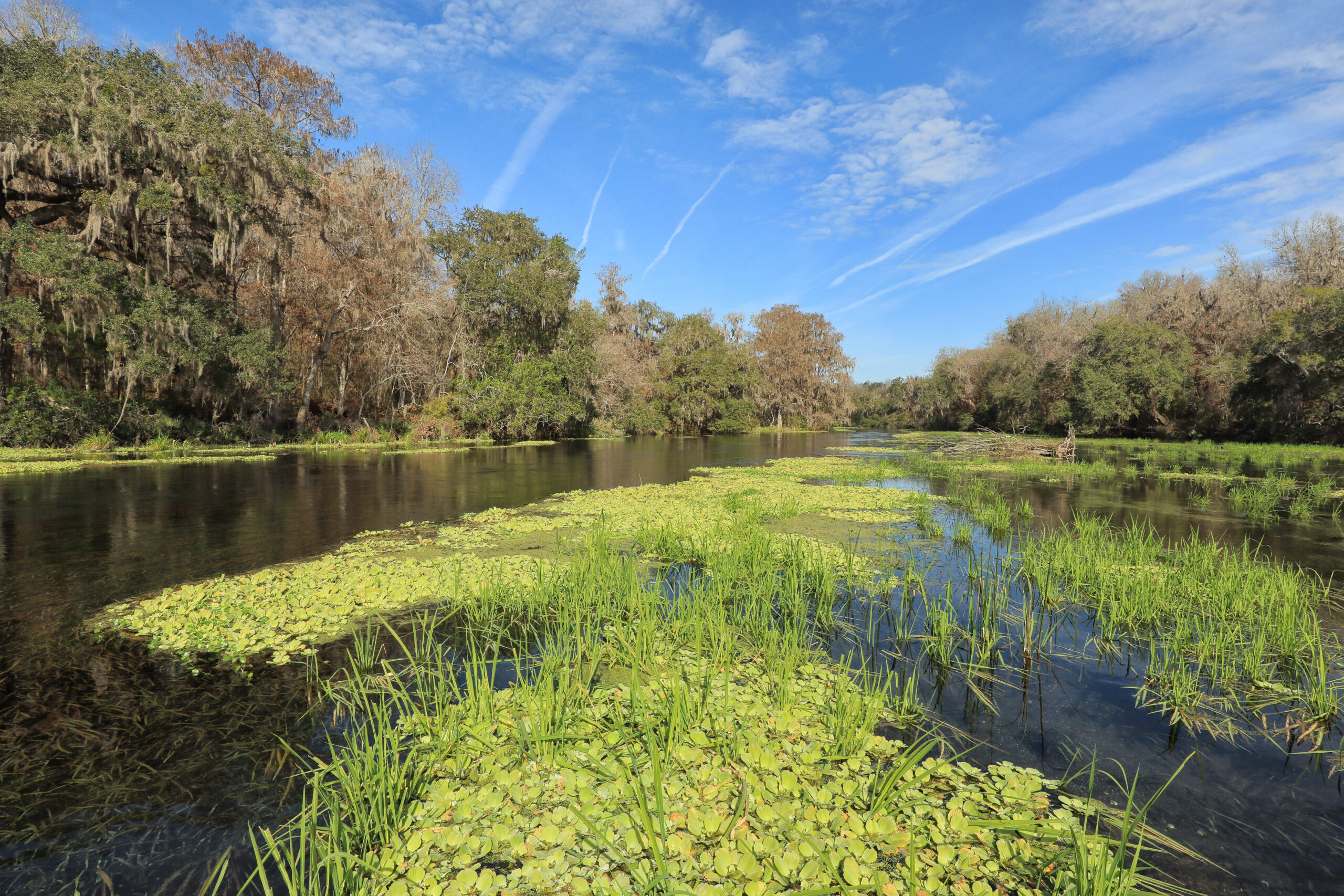 Suwannee River Headwaters Forest – Georgia - The Conservation Fund