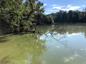 Trees and sky reflected in a calm body of water.