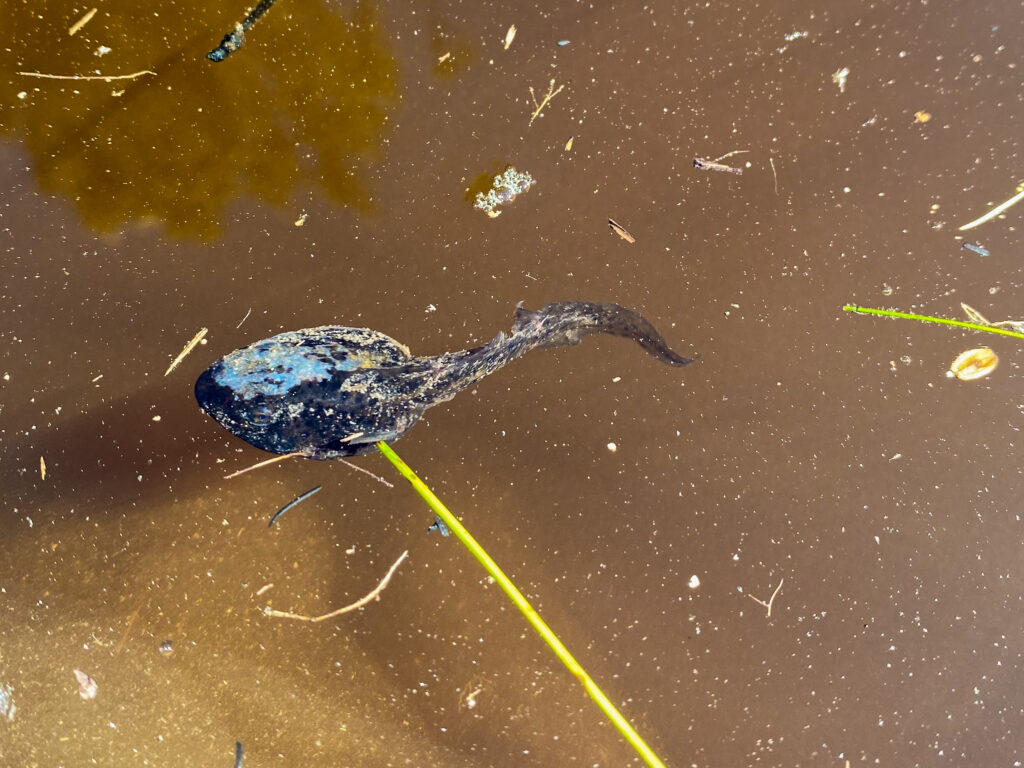 Leopard frog tadpole swimming with blotchy skin