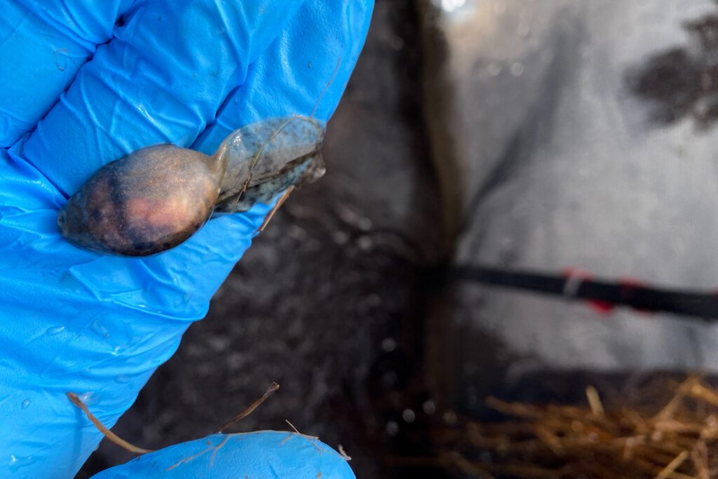 A gloved hand holds a gopher frog tadpole belly up. The tadpole looks bloated.