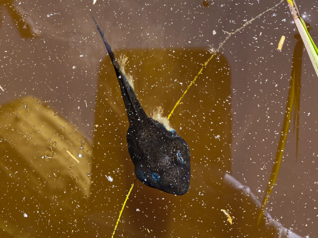 A leopard frog tadpole in the water with a stringy white growth on its body and tail