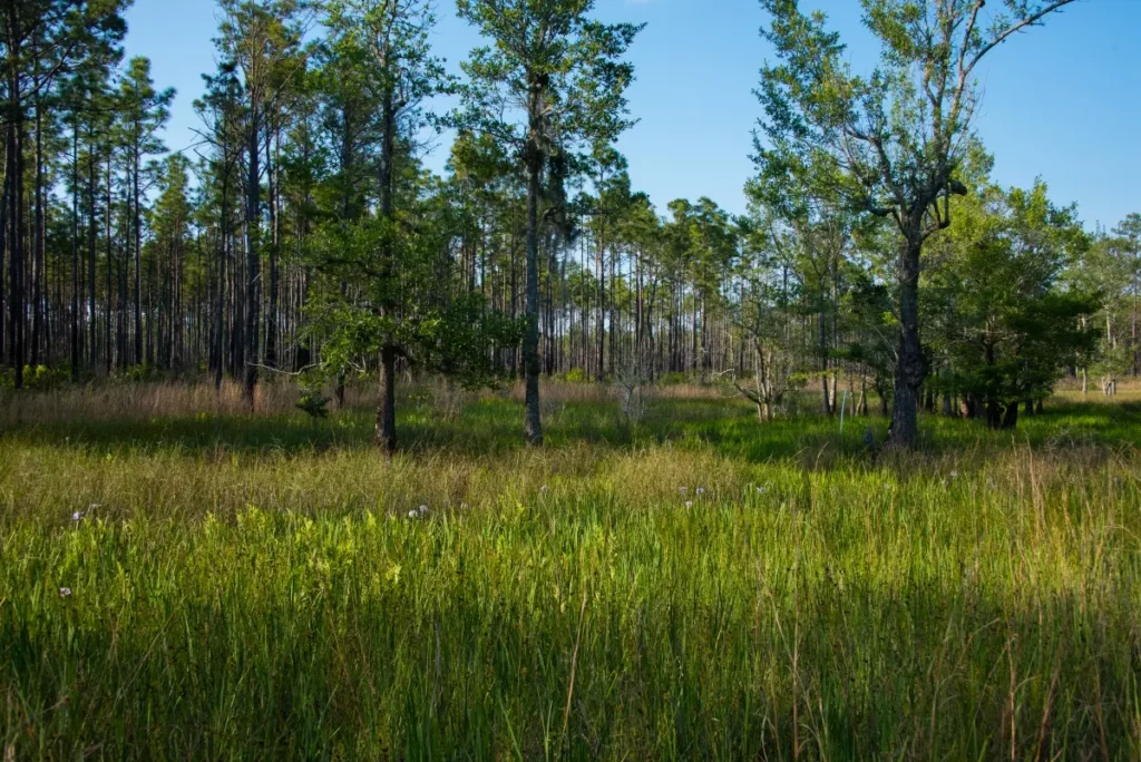 An ephemeral wetland in the longleaf pine ecosystem. Tall, green brush covers the ground, and pines grow straight and tall against a blue sky.