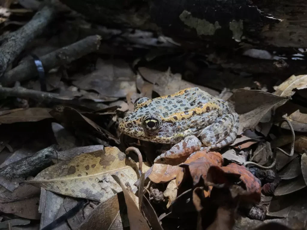 A gopher frog huddles in a pile of leaf litter. A light illuminates the frog, which is gray with black spots and two orange stripes running down its back.