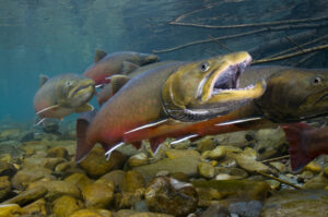 Bull trout swimming above a rocky stream bottom in Bighorn (Ram) Creek.
