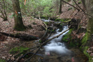 A stream in the woods.