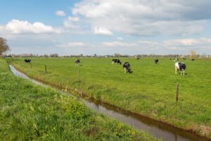 Black and white cows in a field next to a channelized stream.