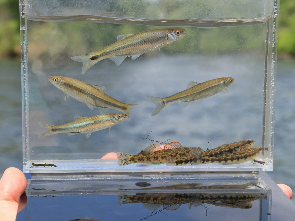 Minnows swim in a case