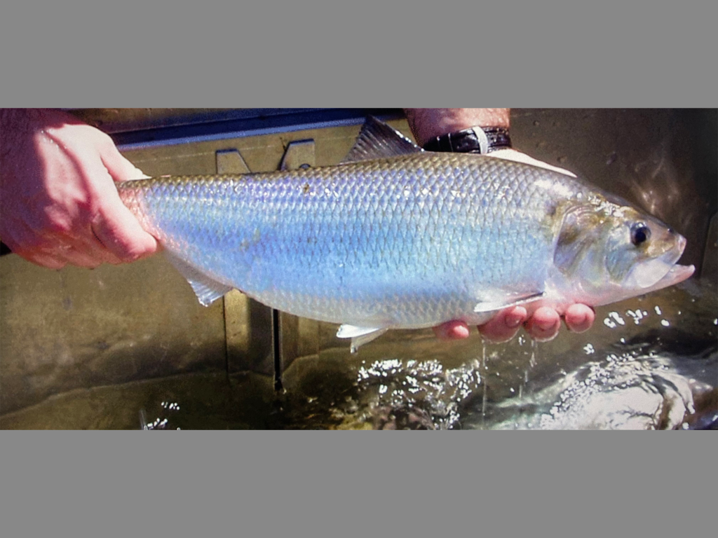 hands hold a fish