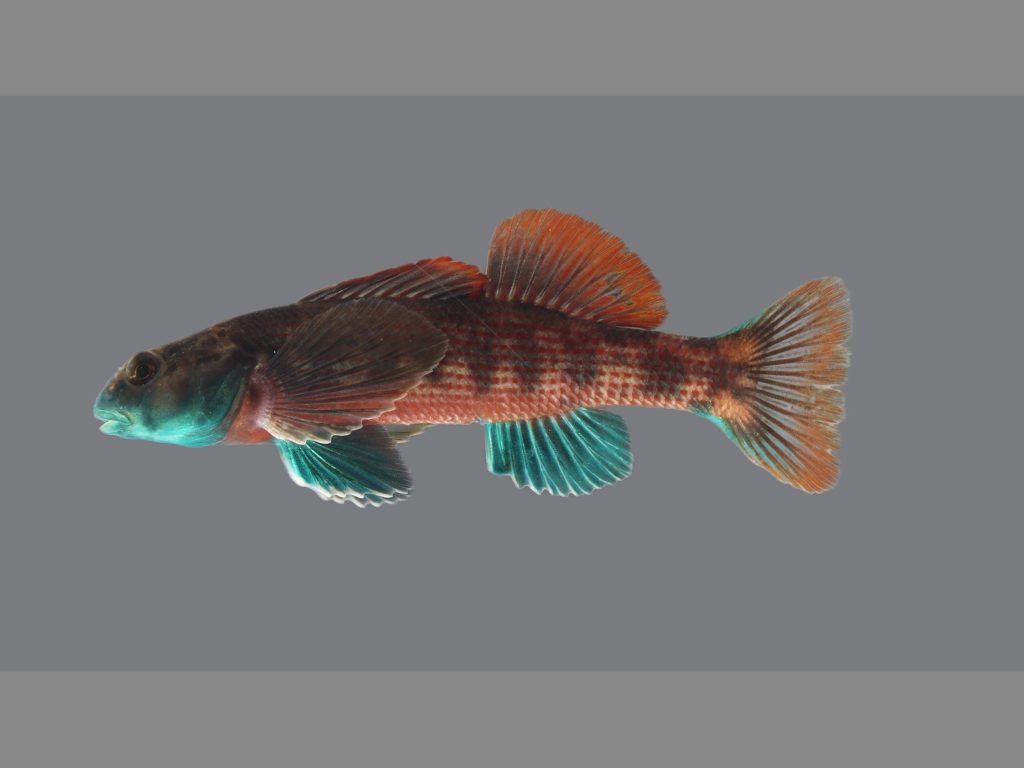 An image of a colorful minnow