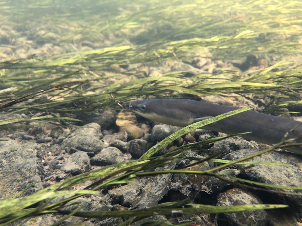 An American eel on the bottom of a stream